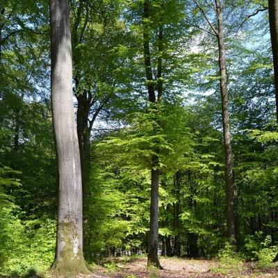 Au détour de Bisten-en-Lorraine