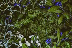 Wallpaper 12 vue dessus fond noel branches arbres noel sauvages plante sainte baies baies rouges baies blanches espace copie central joli cadre fait baies feuilles 181624 29994 cop